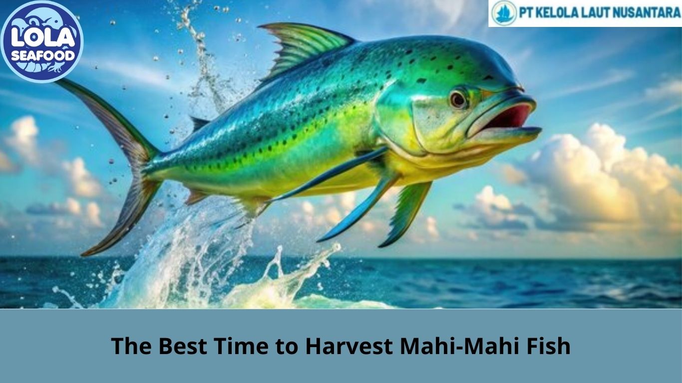 The Best Time to Harvest Mahi-Mahi Fish